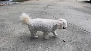 476K views · 8.2K reactions | Poor Max has either a strained or torn...