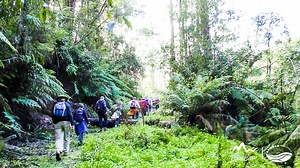 🌳⛰️😍Baw Baw is such a beautiful part of the world and bushwalking is one of the best ways to take it all in. This was shot in gorgeous Mount Worth State Park, just a day trip from Melbourne. A huge thank you to the West Gipplsand and Strzelecki Bushwalking Clubs for having us along! www.visitbawbaw.com.au Visit Baw Baw #ItsCloserThanYouThink | Baw Baw Shire Council