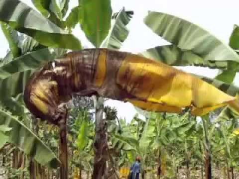 How to Take Care of Your Banana Plant
