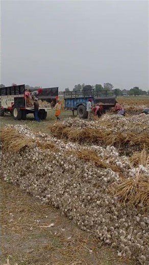 super sankar garlic seed drying process #farming #haryana #agriculture