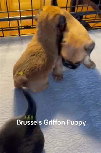 #creatorsearchinsights Brussels Griffon Puppy dog