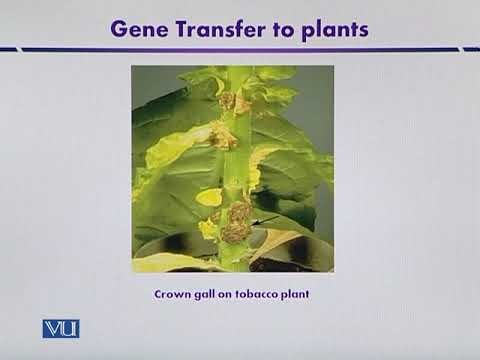 Agrobacterium Mediated Transformation | Introduction to Biotechnology | BIO5101_Topic129