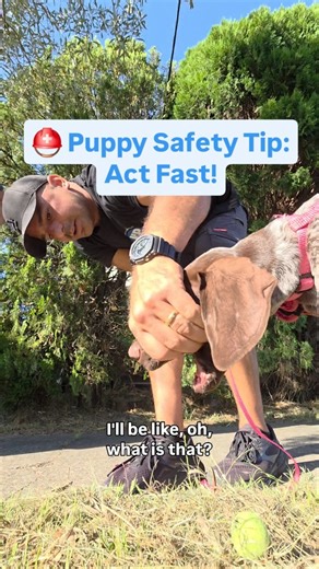 Panos Anagnostou on Instagram: "Puppies are professional vacuum cleaners. If it’s on the ground, it’s going in the mouth. This is NOT a training technique, it’s a safety move. A quick, calm way to get a foreign object out before it’s swallowed. No panic. No wrestling. No turning it into a game of “swallow it faster.” Train later. Keep them safe first. #PuppySafety #RealWorldTraining #DogHandling #PuppyLife #NoochsPooches"