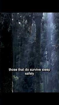 “Galapagos Penguin: Rare Facts About the Only Tropical Penguin on Earth”