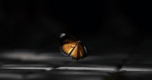 Super slow motion close up of exotic tropical butterfly is flying gracefully isolated on dark background with soft light beams. Filmed on high speed cinema camera at 1000 fps.