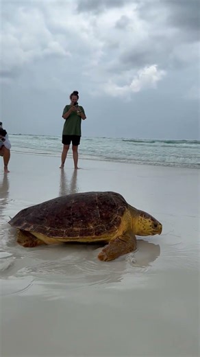 Sea Turtle Release 🐢 Back to the Wild | Santa Rosa Beach #wildearthcoffee