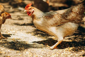 Tyson Chicken Recall 2024 Affects 9 Million Pounds of Meat