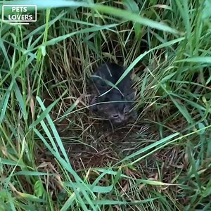 56K views · 5.1K reactions | The Mother Cat Has Left 3 Weak Kittens In The Bushes And Gone Forever. | Pet Lovers | Facebook