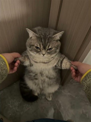 Hehehehehehehe baby, you look like a plush toy #cat