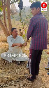 1.6K views · 18 reactions | The #Maize threshing process was...