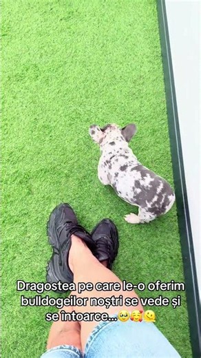 My love for Frenchies comes first!🤩📍🤗 #fyp #bulldog #frenchbulldog #romania #frenchie