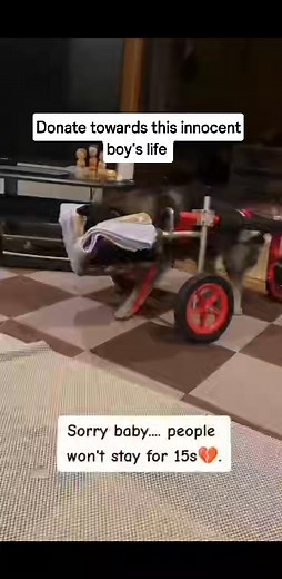 84K views · 10K reactions | � This sweet boy lost the use of his back...