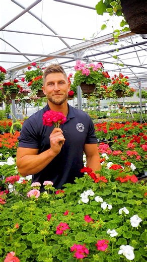 Family Tree Nursery on Instagram: "Our Geranium sale is as old as our company. We are currently celebrating our 60th Annual Geranium Sale, where you can pick up a 12-count flat of 3-inch geraniums for only $12.99*. In this video, Jonah talks you through the difference between a seed geranium and a vegetative geranium. You will also learn about varieties that are currently popular in the market, such as Calliope® Geraniums, Antique Rosalie™, Caliente®, and Ivy Geraniums. *Offer valid through 4.24