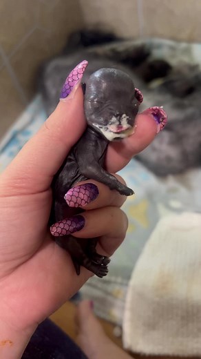 Adorable Newborn Shih Tzu: A Bundle of Cuteness! | TikTok