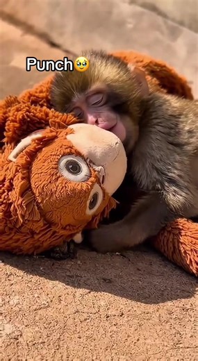 Adopting a Baby Monkey in Japan: A Heartwarming Journey