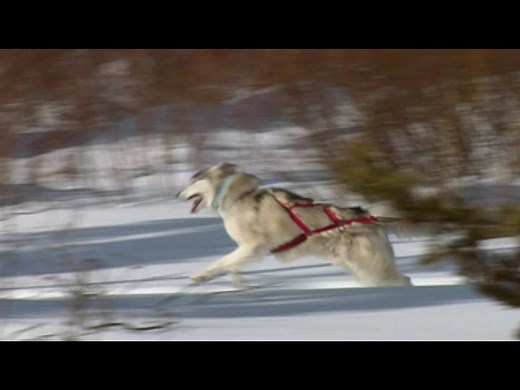 Call of the Wild (2009)