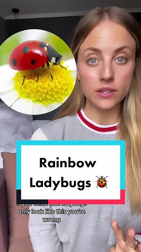 Different Colors of Ladybugs Explained