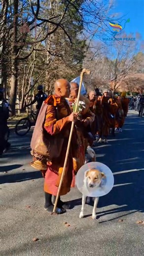 A Difficult but Necessary Farewell 🐾💛 After lunch today, Bhikkhu Pannakara spoke gently with Aloka, explaining that he must stay at the rehab center for a while to focus on his recovery. While Aloka didn't seem very happy about staying behind—he always wants to be right there leading the way—we know this is what is best for his health and long-term healing. It is hard for him to be away from the journey, but this time of rest is essential so he can return to us stronger than ever. We are sendi