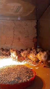 14 Days Young Wyandotte Chickens – Red Blue, Splash & Gold