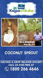 24K views · 379 reactions | A coconut sprout is the spongy, sweet, and edible growth found inside a germinating coconut. It forms as the coconut seed begins to sprout and develop into a new coconut palm. Having a crop related doubt? Call us for free at 1800-266-4646 (Kalpavriksha Kisan Helpline) & our team will help you out. #parachutekalpavriksha #Kalpavriksha #coconut #coconutsprout #coconuttrees | Kalpavriksha | Facebook