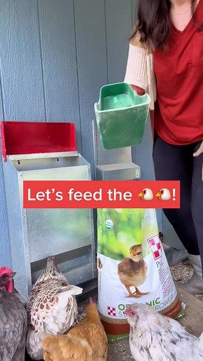 Fun and Cute Chickens Going Crazy for their Feed!