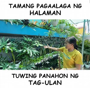 113K views · 4.8K reactions | PAANO ALAGAAN ANG HALAMAN KAPAG TAG-ULAN? (Tips + Tricks) Mga ka-plantito/plantita! Tuturuan ko kayo ng tamang pag-aalaga sa ating mga halaman kapag panahon ng tag-ulan! Sundan lamang ang video na ito upang mapanatili na ligtas at walang sira ang ating mga alagang halaman! | Haydee's Garden | Facebook