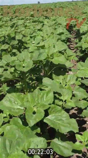 HOW WELL DOES MECHANICAL WEEDING WORK?