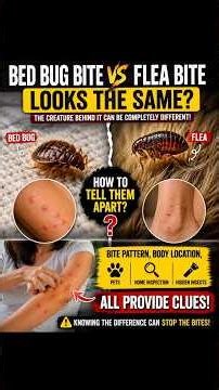 Bed Bug vs Flea Bites: Can You Tell the Difference? 🪳🦟