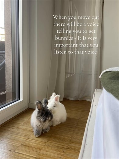 The Joy of Having Baby Bunnies as Pets