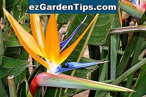 Liste des noms de fleurs tropicales 🌱 Conseils Jardiniers - Fr.ezGardenTips.com