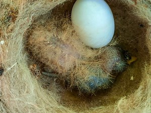 Possible Caterpillar-Like Baby Hummingbird Discovered in Panama