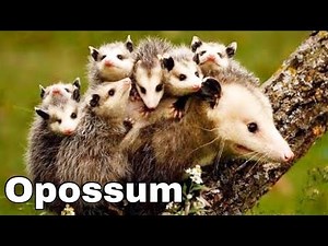 Amazing Opossum Facts!! Opossums, the Marsupial Evolutionary Wonder of America