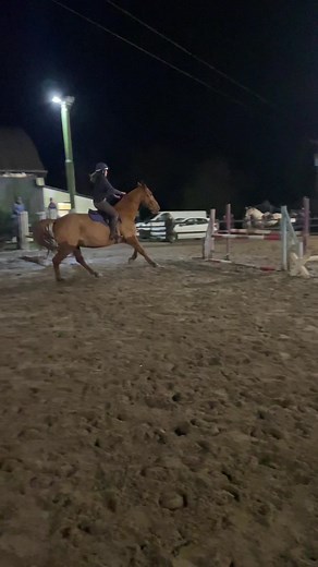 Showjumping Progress Over 365 Days: A Year in Review