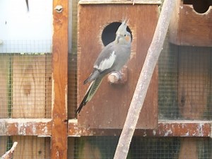 La reproduction des calopsittes