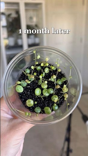 Propagating String of Turtles! 🐢 #propagation #beforeandafter #plants