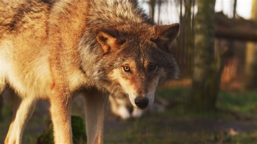 Farkas Állat Emlős Vad - Free video on Pixabay
