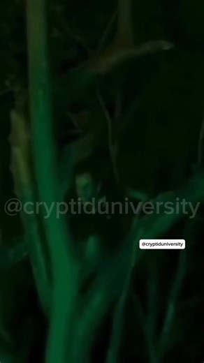 10K views · 119 reactions | A group of people walking in the forest noticed a dark cryptid looking figure in a tree and this is what they recorded! | Cryptid University | Facebook