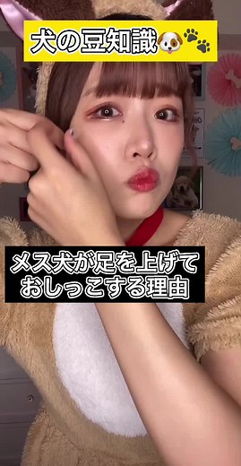 メス犬のマーキング行動についての豆知識