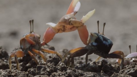 Watch what happens when a deer gets too close to a bear