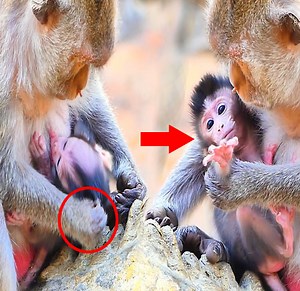 78K views · 1.2K reactions | OMG....!! Diduthink about nursing right now Mom Baby Monkey warning so hardly newborn Baby Monkey Cying Loudly | Monkey Daily TV | Facebook