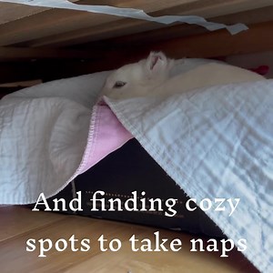 116K views · 10K reactions | Meet Vincent, a bunny we recently took...