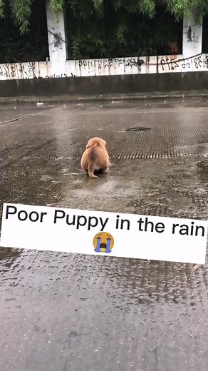 Ourpetclub on TikTok