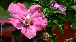 Rose of sharon flower with rain drops