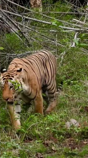 This Tiger Controls Tadoba. Watch Him Approach Our Jeep!