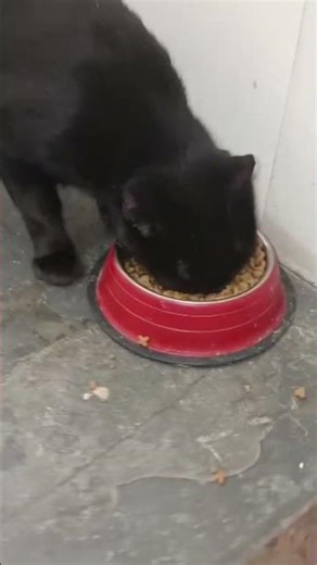 NÃO ALIMENTE GATOS NA RUA: VEJA VÍDEO #cat #gatosderua #kitty #gatinhos #felinos #tudosobrefelinos