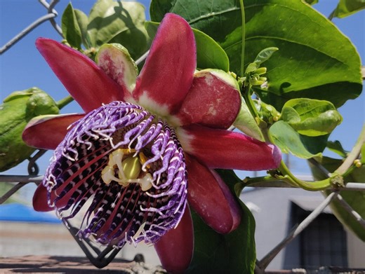 1 Passiflora Alata With Flowers,ruby Glow Live Plant / Phoenicea Passion Flower, Sweet Passion Fruit. Free Shipping, Grow in U.S.A, Non-gmo - Etsy