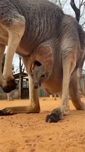 Cute Baby Kangaroo Coming Out of Mom’s Pouch 🥹🦘 | Animal Shorts
