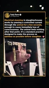 How Slaughterhouses Stun Animals Before the Process