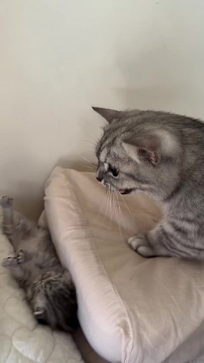 Wakey wakey 😂😻❤️ | Meow Cats