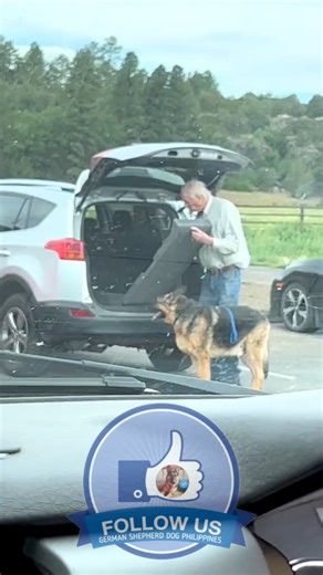 159K views · 5K reactions | Growing old with a German Shepherd is a journey filled with love, loyalty, and companionship. By understanding the aging process and providing appropriate care, you can ensure your furry friend enjoys their golden years to the fullest. The bond you share will only strengthen, creating lasting memories that will warm your heart for years to come. | German Shepherd Dog Philippines | Facebook